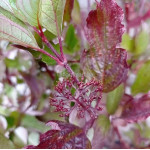 Свидина біла Кессельрінга / Cornus alba Kesselringii