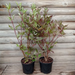 Свидина біла Кессельрінга / Cornus alba Kesselringii