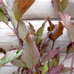 Свидина біла Кессельрінга / Cornus alba Kesselringii