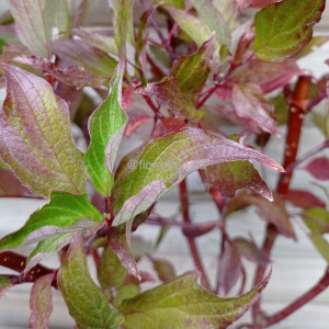 Свидина біла Кессельрінга / Cornus alba Kesselringii