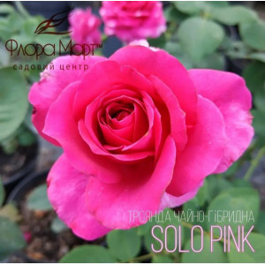 Троянда чайно-гібридна Соло Пінк / Solo Pink Троянда чайно-гібридна Соло Пінк / Solo Pink