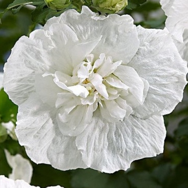 Гібіскус сирійський Вайт Шифон / White Chiffon, C3 Гібіскус сирійський Вайт Шифон / White Chiffon, C3