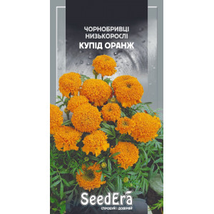 Чорнобривці низькорослі Купід Оранж / 0,5 г Чорнобривці низькорослі Купід Оранж / 0,5 г