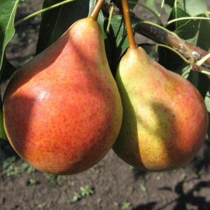Груша Бере Жиффар, С7,5 Груша Бере Жиффар, С7,5