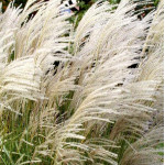 Міскантус китайський Грацієлла / Miscanthus sinensis Graciella, С2