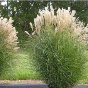 Міскантус китайський Грацієлла / Miscanthus sinensis Graciella, С2