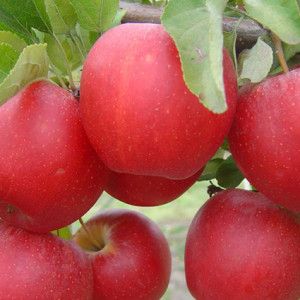 Яблуня Гала Маст