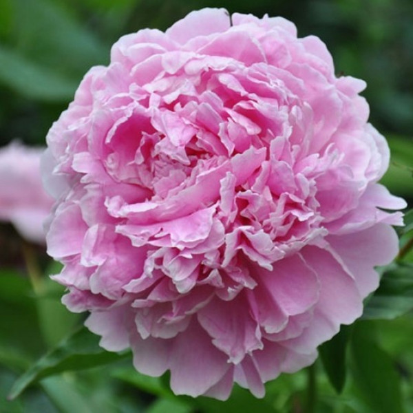Sarah Bernhardt Unique Sarah Bernhardt Unique
