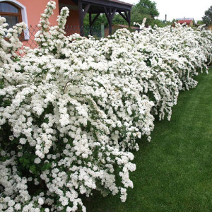 Спірея Вангута / Spiraea Vanhouttei