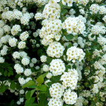 Спірея Вангута / Spiraea Vanhouttei Спірея Вангута / Spiraea Vanhouttei