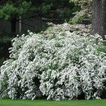 Спірея Вангута / Spiraea Vanhouttei Спірея Вангута / Spiraea Vanhouttei