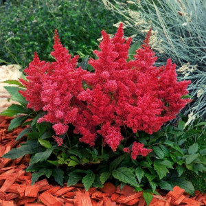Астільба Etna, C2 Астільба Etna, C2