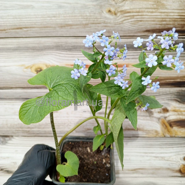 Бруннера Макрофіла / Macrophylla Бруннера Макрофіла / Macrophylla