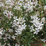 Гаура Спарклі Вайт / Sparkle White, С2 Гаура Спарклі Вайт / Sparkle White, С2