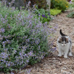 Котовник Фассена Six Hills Giant, C2 Котовник Фассена Six Hills Giant, C2