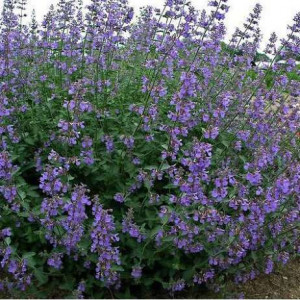 Котовник Фассена Six Hills Giant, C2
