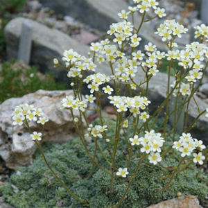 Ломикамінь волотистий / Saxifraga paniculata 