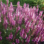 Шавлія Мерло Роуз Компакт / Salvia superba Merleau Rose Compact, С2 Шавлія Мерло Роуз Компакт / Salvia superba Merleau Rose Compact, С2