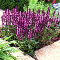Шавлія Мерло Роуз Компакт / Salvia superba Merleau Rose Compact, С2