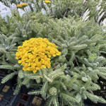 Деревій повстяний / Achillea tomentosa, P9