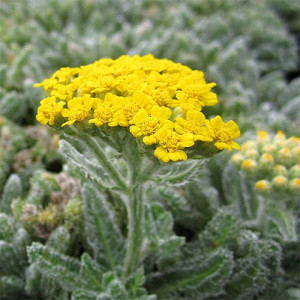 Деревій повстяний / Achillea tomentosa, P9
