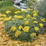 Деревій повстяний / Achillea tomentosa, P9