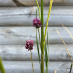 Алліум Арт / Allium scorodoprasum Art 