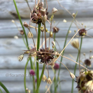 Алліум Арт / Allium scorodoprasum Art 