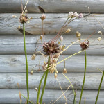Алліум Арт / Allium scorodoprasum Art 