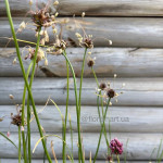 Алліум Арт / Allium scorodoprasum Art 