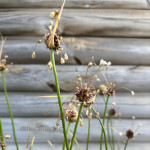 Алліум Арт / Allium scorodoprasum Art 