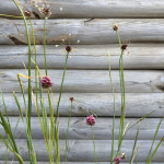 Алліум Арт / Allium scorodoprasum Art 