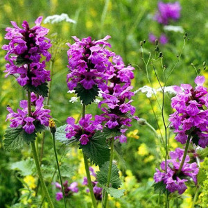 Буквиця лікарська / Betonica officinalis, С2 Буквиця лікарська / Betonica officinalis, С2
