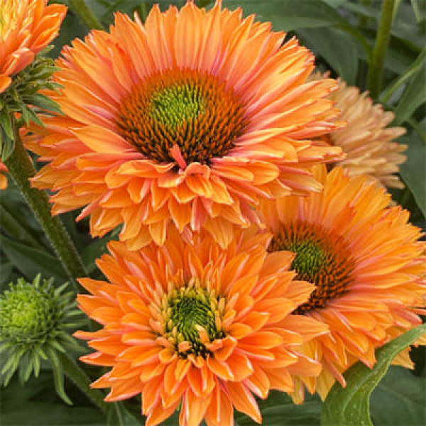 Ехінацея SunSeekers Pumpkin Pie, С 1,5 Ехінацея SunSeekers Pumpkin Pie, С 1,5