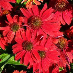 Ехінацея SunSeekers Red, C 1,5
