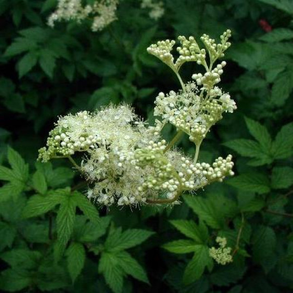Лабазник в'язолистий / Filipendula ulmaria, С3 Лабазник в'язолистий / Filipendula ulmaria, С3