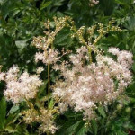 Лабазник пурпурний Елеганс / Filipendula purpurea Elegans, С3 Лабазник пурпурний Елеганс / Filipendula purpurea Elegans, С3