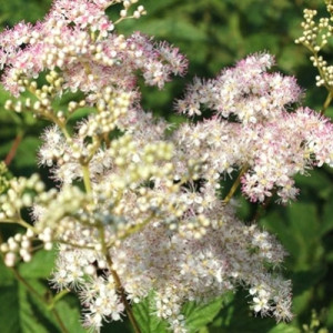 Лабазник пурпурний Елеганс / Filipendula purpurea Elegans, С3