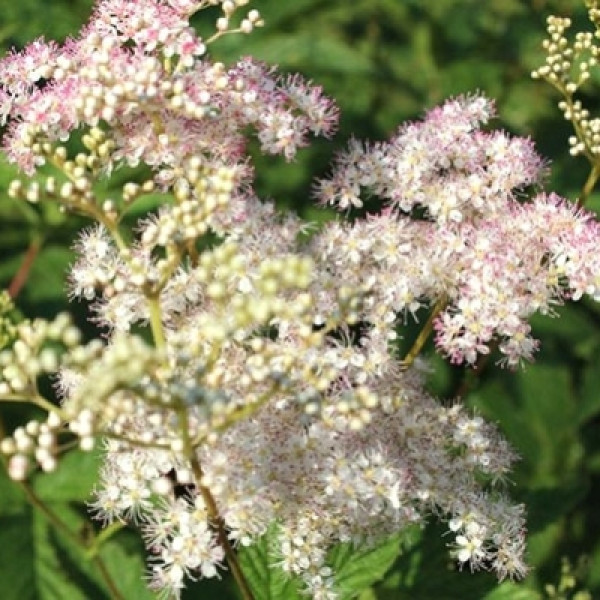 Лабазник пурпурний Елеганс / Filipendula purpurea Elegans, С3 Лабазник пурпурний Елеганс / Filipendula purpurea Elegans, С3