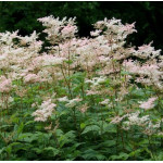Лабазник пурпурний Елеганс / Filipendula purpurea Elegans, С3 Лабазник пурпурний Елеганс / Filipendula purpurea Elegans, С3