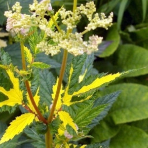 Лабазник в'язолистий  Варієгата / Variegata