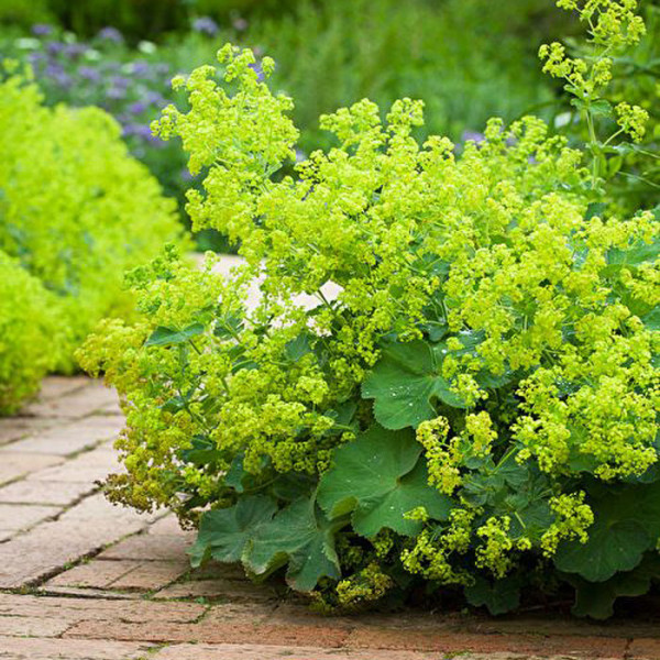 Манжетка м’яка / Alchemilla mollis Манжетка м’яка / Alchemilla mollis