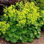 Манжетка м’яка / Alchemilla mollis Манжетка м’яка / Alchemilla mollis