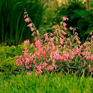 Пенстемон бородатий / Penstemon barbatus Пенстемон бородатий / Penstemon barbatus