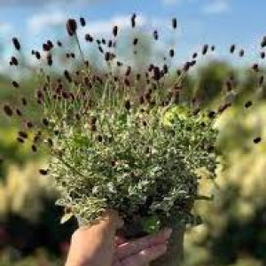 Родовик Варієгата / Variegata Родовик Варієгата / Variegata