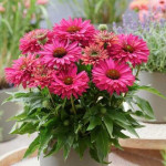 Ехінацея SunSeekers Sweet Fuchsia, С1,5 Ехінацея SunSeekers Sweet Fuchsia, С1,5