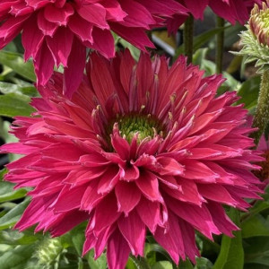 Ехінацея SunSeekers Sweet Fuchsia, С1,5