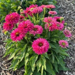 Ехінацея SunSeekers Sweet Fuchsia, С1,5 Ехінацея SunSeekers Sweet Fuchsia, С1,5