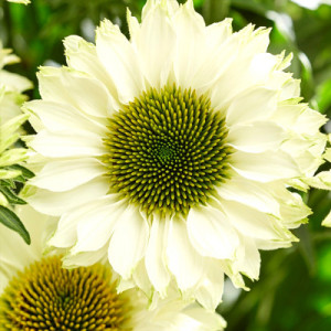 Ехінацея SunSeekers White Perfection, С 1,5