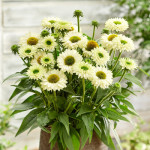 Ехінацея SunSeekers White Perfection, С 1,5 Ехінацея SunSeekers White Perfection, С 1,5